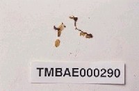 藏品(緣提燈苔)的圖片